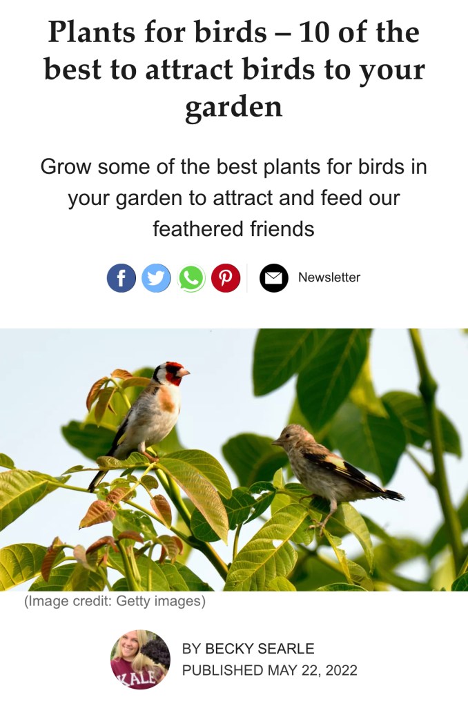 Plants for Birds by Becky Searle, Garden Writer